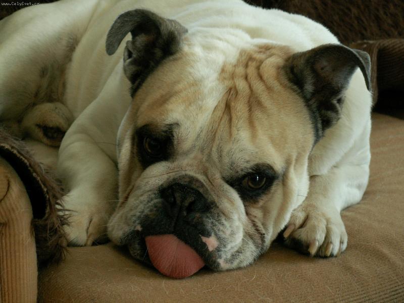 Foto: Houm�nek-Takhle dad�me