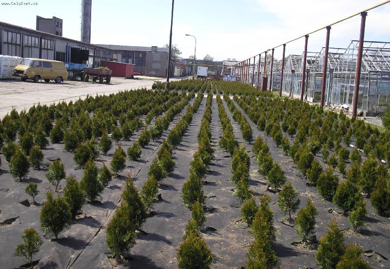 Foto: �kolky-�koln� zahradnictv�