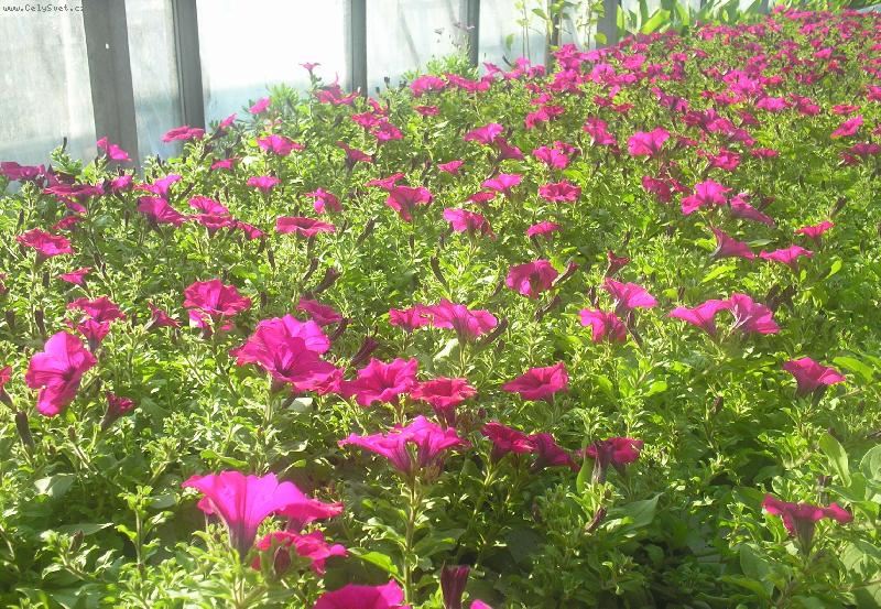 Foto: Petunie-�koln� zahradnictv�