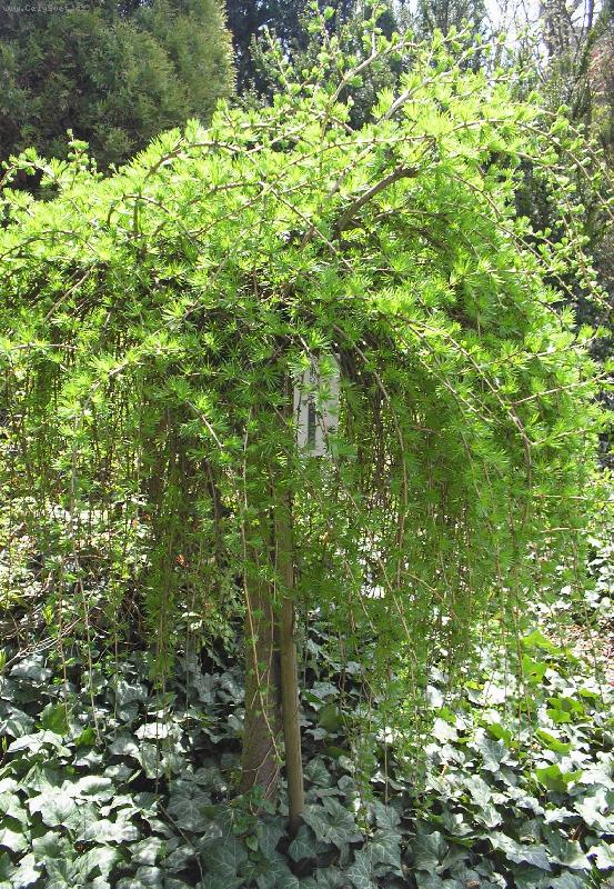 Foto: Mod��n-�koln� zahradnictv�