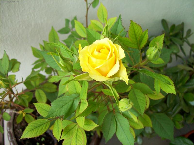 Foto: �lut� r��e