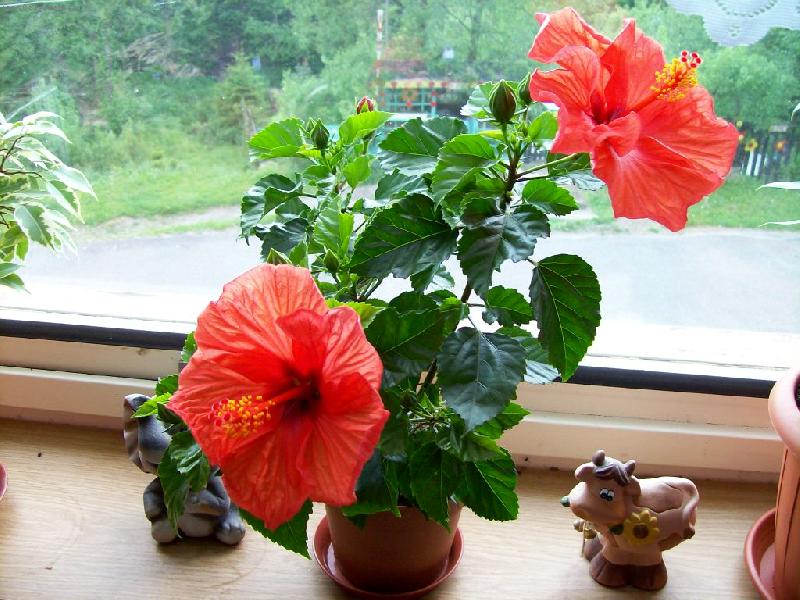 Foto: oran�ov� ibi�ek