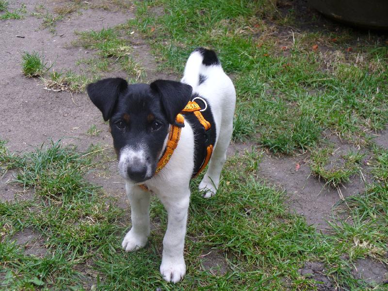 Foto: N� mil� Kub�k-Fox�k