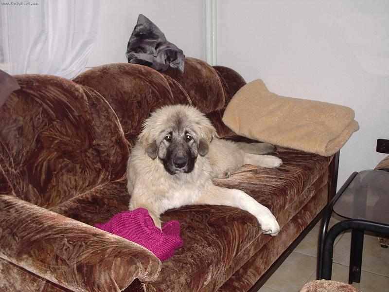 Foto: Aranka z Pr�che�sk�ho kraje