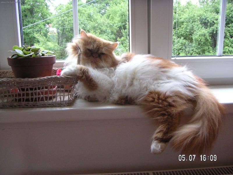 Foto: N� flegmatik Hugo-persk� ko�ka