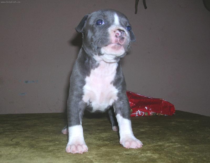 Foto: Majdule-�ivot je kr�sn�