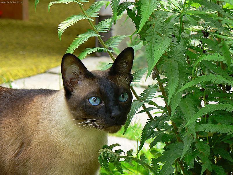 Foto: siamsk� princ!-siamsk� princ!