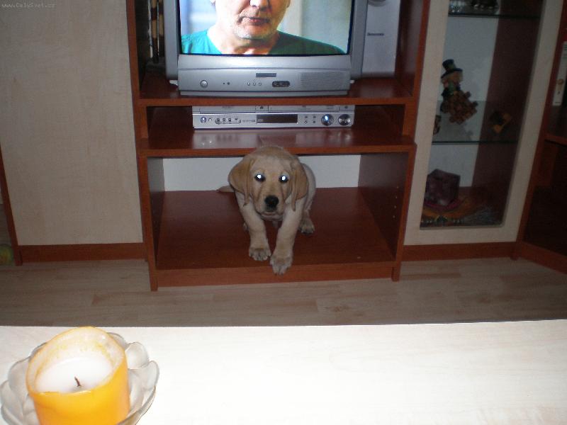 Foto: KUK-Labrador Lucky