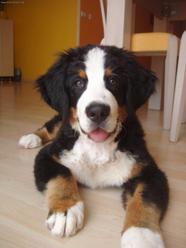 Foto: Calimero-4 mesiace