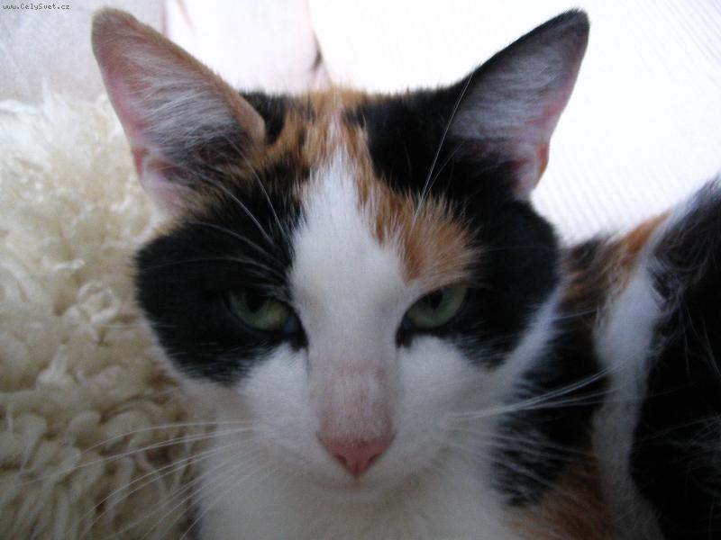Foto: Laru�ka, na�e roztomil� ko�i�ka-Je tak o�kliv�, a� je kr�sn�:)