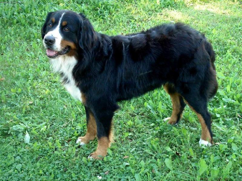 Foto: Brutus z Beskydsk�ch kopc�-3let� pes