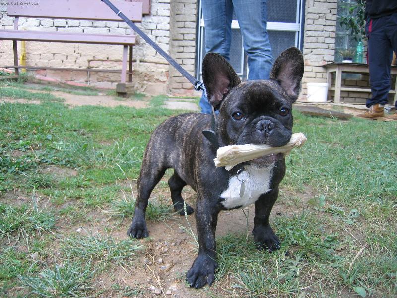 Foto: Bonif�c Izak Jalkon