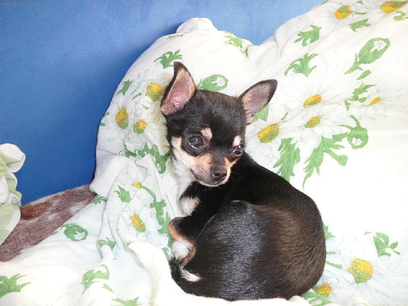 Foto: �ikou�ek...-Pro� m� bud�?