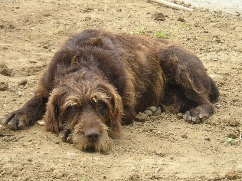 Foto: Argo-Je mu 10, tak u� r�d le��