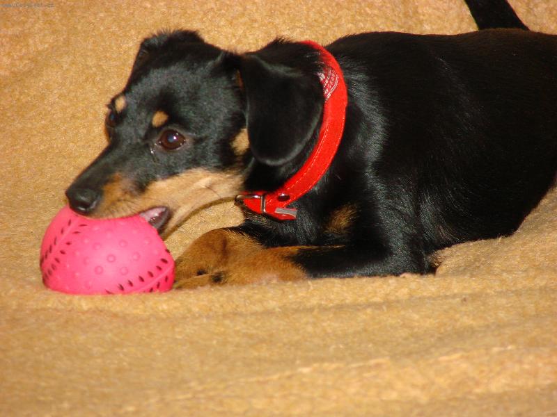 Foto: Srn�� ratl��ek