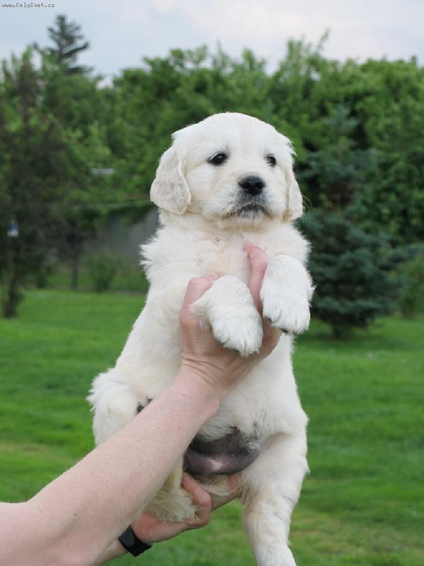 Foto: Abigail-... a ten den si mne panicka s panickem vybrali