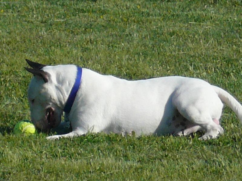 Foto: Hele balonek....