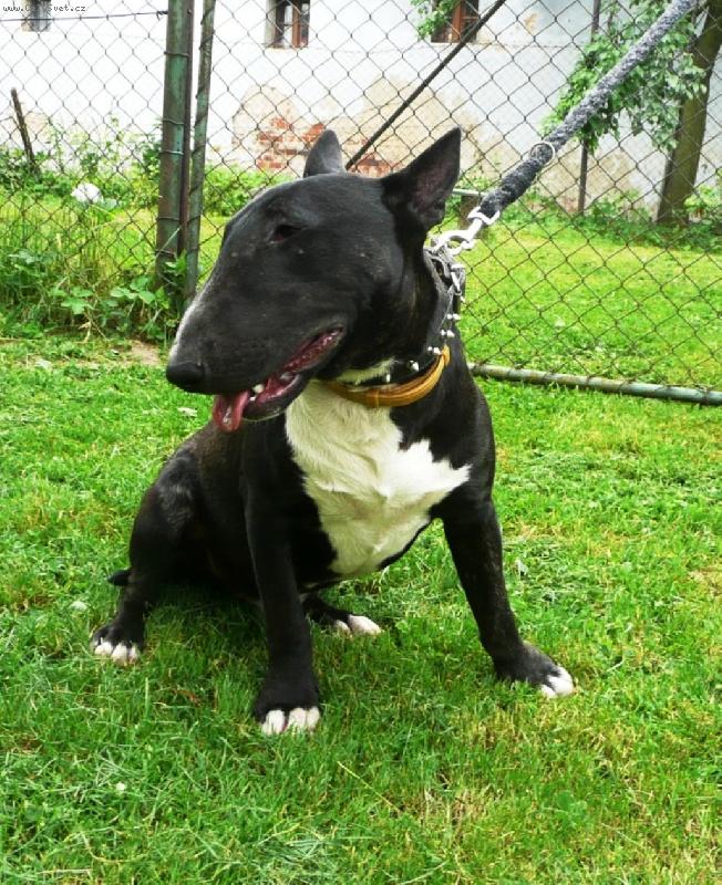 Foto: Ozzy-�ek�n�