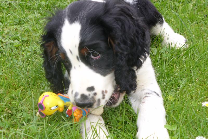 Foto: Kvido ze �ip��