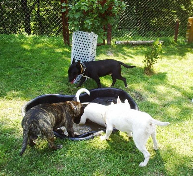 Foto: Bulini u jez�rka