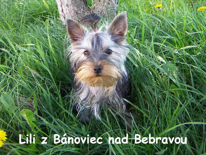 Foto: Lili vonku na prech�dzke