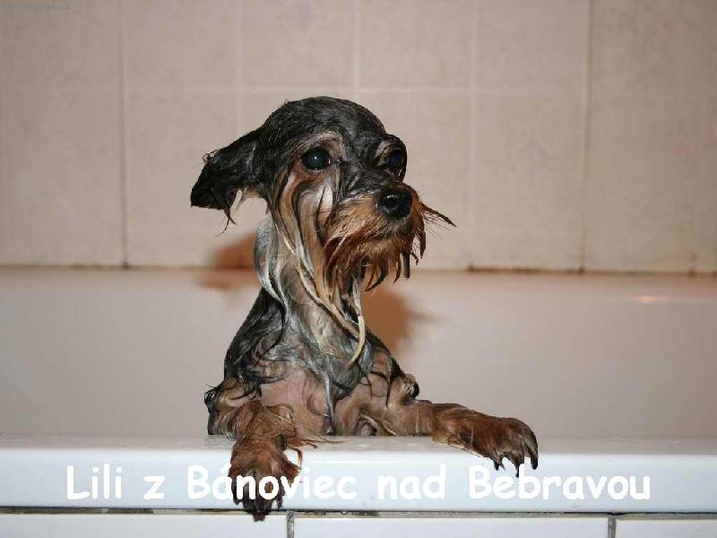 Foto: Lili sa k�pe