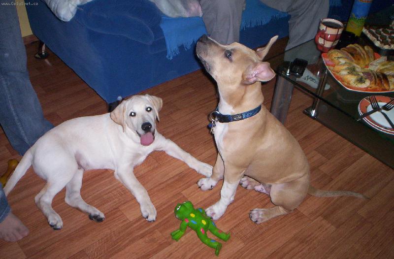 Foto: arny-vzorn� sedni