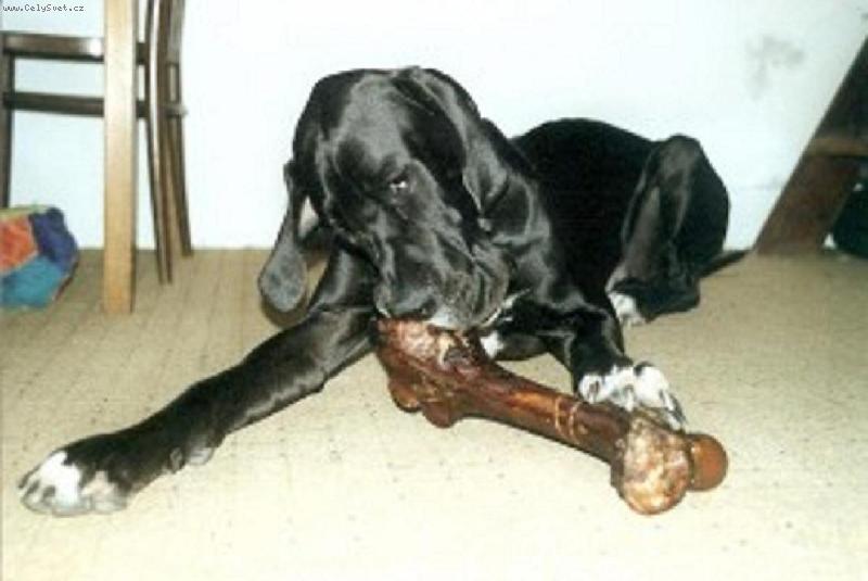 Foto: Vep�ov� hole� z MZN v�stavy v Brn�-je to obrovsk� m�amka a pak taky pr�jm�k :)