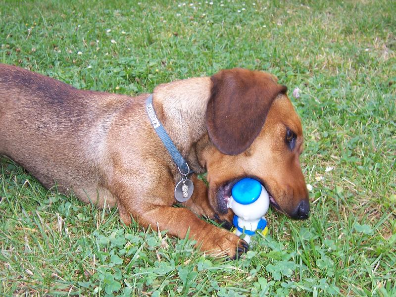 Foto: Vikina-Vikina s hra�kou