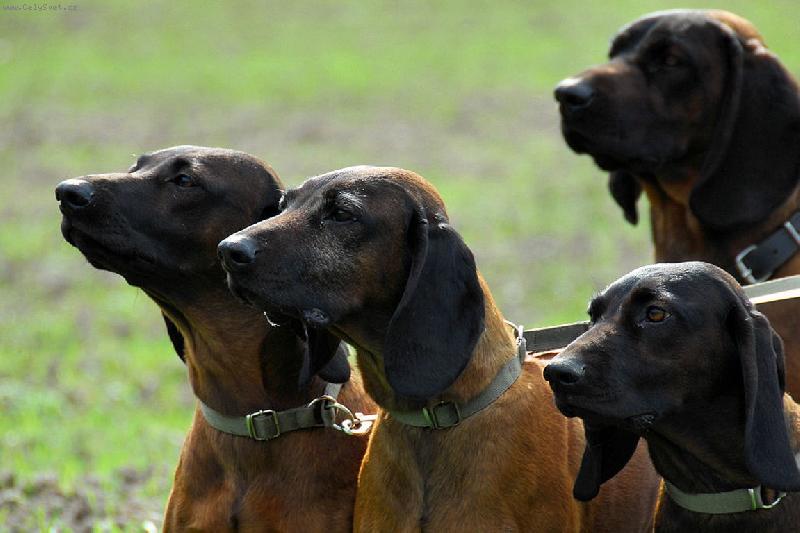 Foto: Bavorsky farbiar- z Klanu Posokowcow FCI