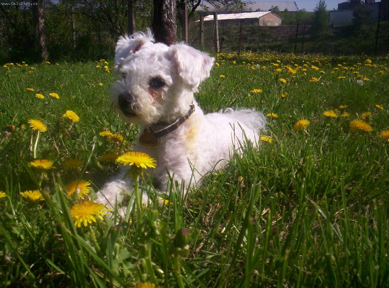 Foto: Leno�en� na zahrad�