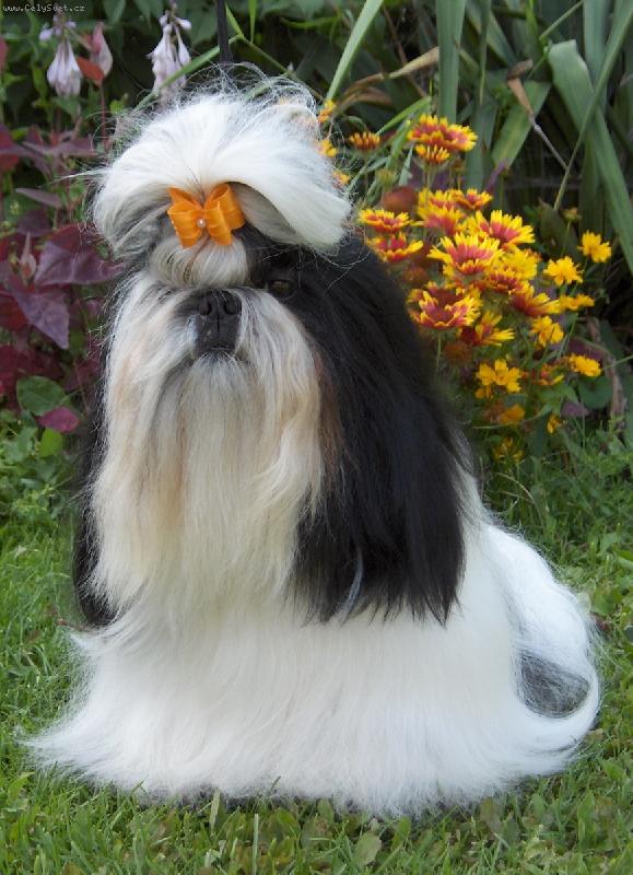 Foto: Iv�nek z IVAFRE