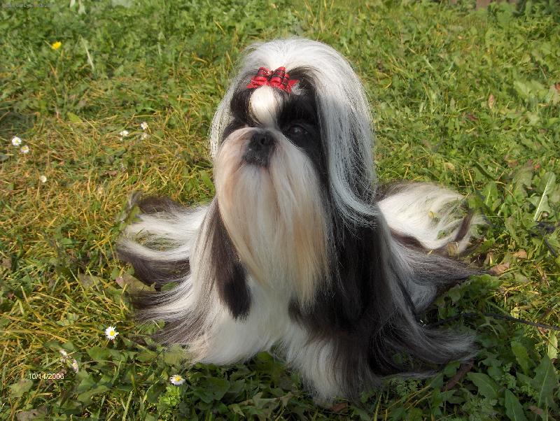 Foto: Narciska z IVAFRE