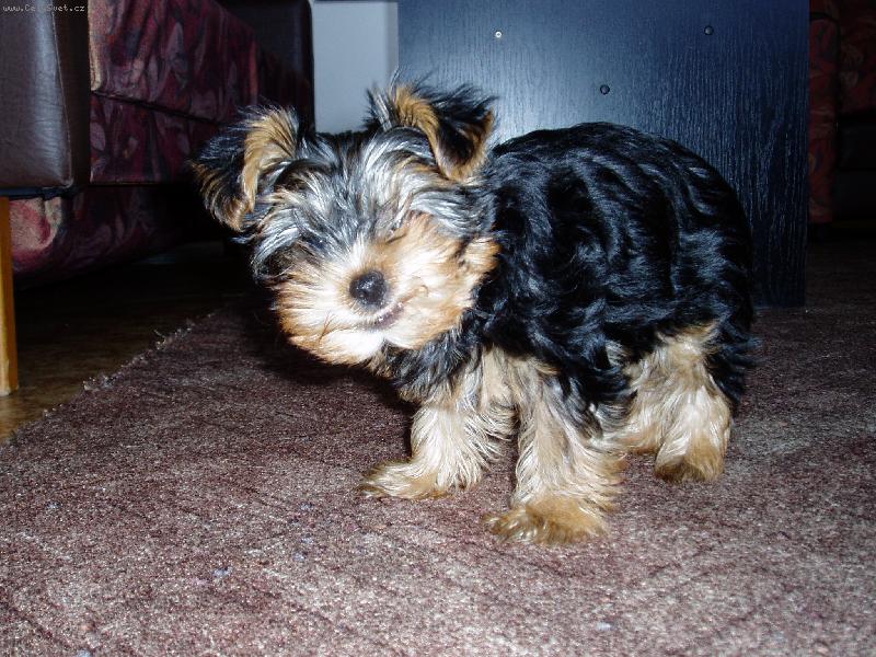 Foto: V�dy s �sm�vem-sle�na Vicky