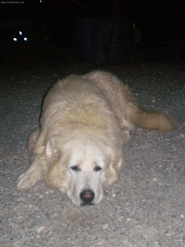 Foto: Rocky-Nen� to m�j pes,je na�ich p��tel z It�lie a je to dobr�k