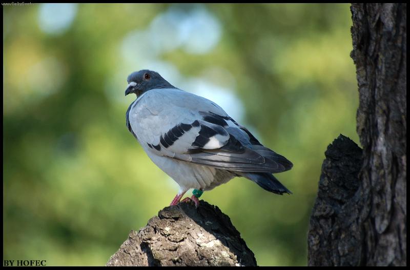 Foto: Holub-po�tovn� holub si to jeden den nam��il p�ed n� d�m..