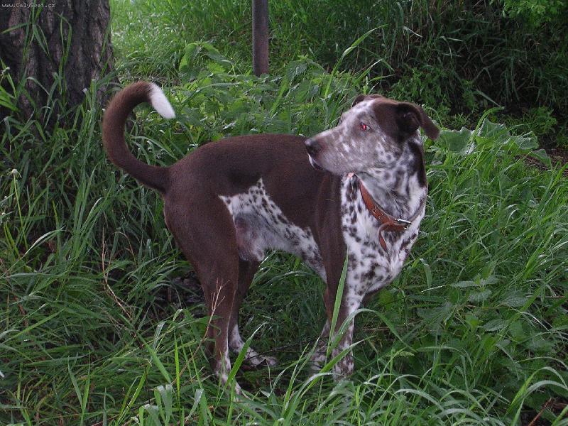 Foto: bad�k-proch�zka