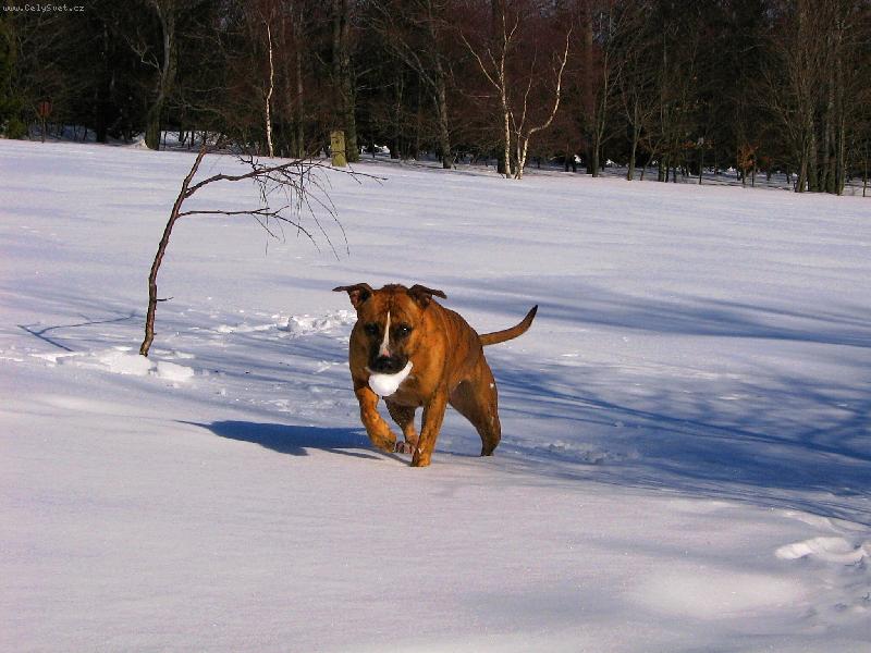 Foto: zlaticko-co dodat