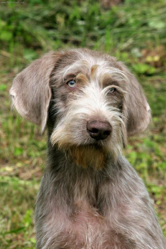 Foto: Cira z Milhostovsk�ch pol�-ve v�ku 5 m�s�c�