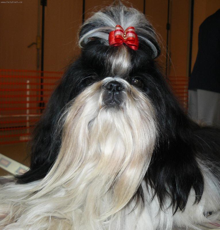 Foto: Princ Bajaja z Ivafre