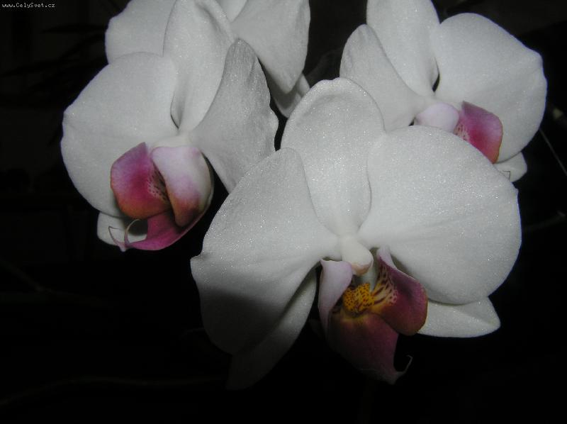 Foto: Milu�ka K�nov�-Detail