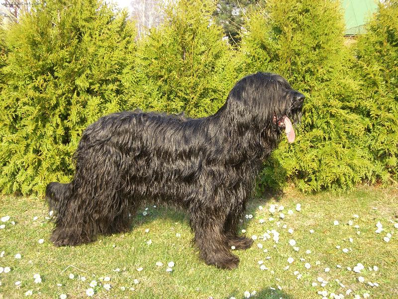 Foto: Jambalaya-�ern� briard