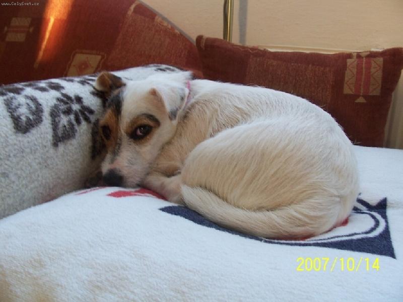 Foto: Wabira Drapichrust-Spink�m jak na obl��ku