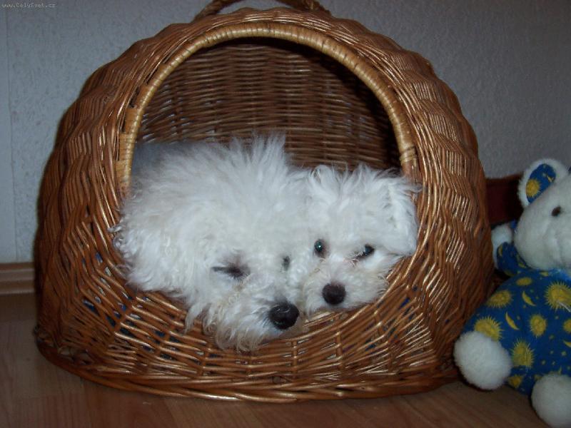 Foto: Aura s maminkou Amynkou