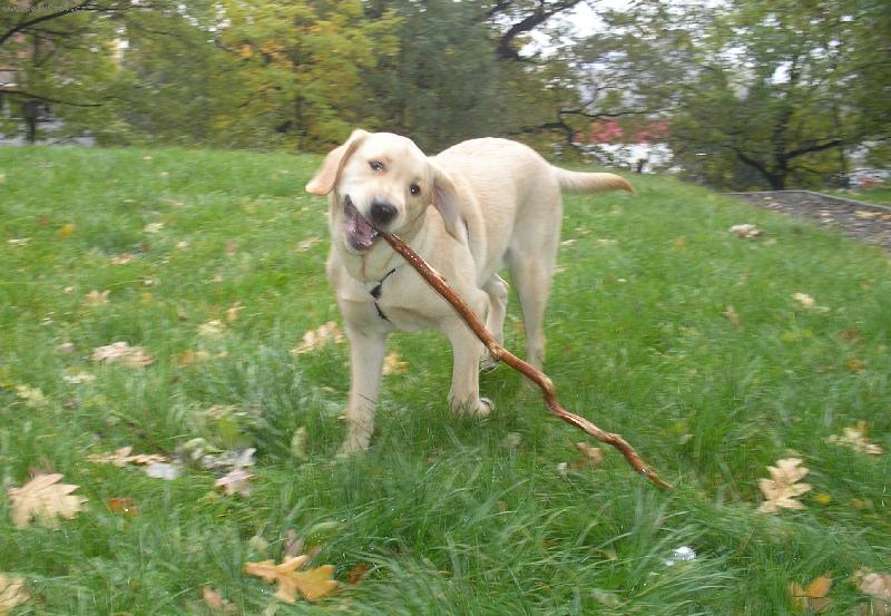 Foto: Hrd� si nese klacek