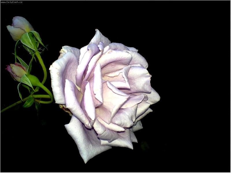 Foto: R��i�ka v noci-Focen� mobilem Sonnyericsson D750i