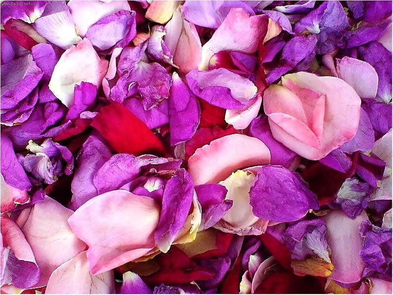 Foto: R��ov� n�dhera-Focen� mobilem