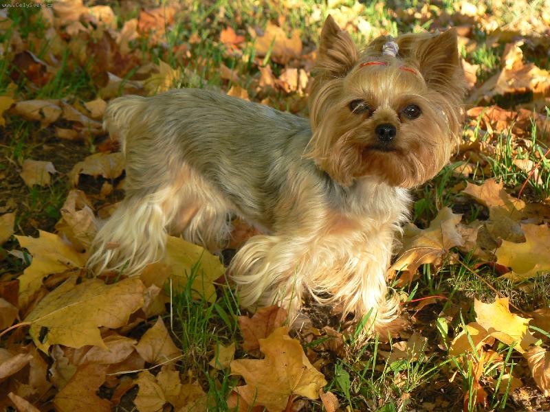 Foto: jena prav� podzimn� Ad�lka