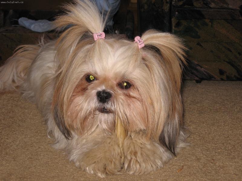 Foto: Su�ka ma rada kosti�ku