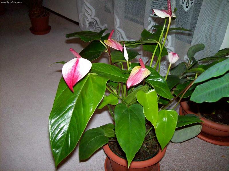 Foto: Anturie s dvoubarevn�m toulcem